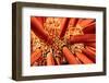 Close up look between the spines of a Slate pencil sea urchin-David Fleetham-Framed Photographic Print