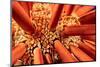 Close up look between the spines of a Slate pencil sea urchin-David Fleetham-Mounted Photographic Print