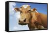 Close-Up Low Angle View of Brown Cow Against Blue Sky-null-Framed Stretched Canvas