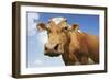 Close-Up Low Angle View of Brown Cow Against Blue Sky-null-Framed Photo