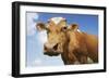 Close-Up Low Angle View of Brown Cow Against Blue Sky-null-Framed Photo