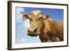 Close-Up Low Angle View of Brown Cow Against Blue Sky-null-Framed Photo