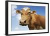 Close-Up Low Angle View of Brown Cow Against Blue Sky-null-Framed Photo