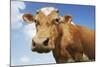 Close-Up Low Angle View of Brown Cow Against Blue Sky-null-Mounted Photo