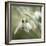 Close-up macro photograph of Snowdrops in North Yorkshire, England, United Kingdom, Europe-John Potter-Framed Photographic Print