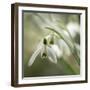 Close-up macro photograph of Snowdrops in North Yorkshire, England, United Kingdom, Europe-John Potter-Framed Photographic Print