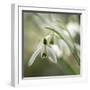 Close-up macro photograph of Snowdrops in North Yorkshire, England, United Kingdom, Europe-John Potter-Framed Photographic Print