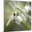 Close-up macro photograph of Snowdrops in North Yorkshire, England, United Kingdom, Europe-John Potter-Mounted Photographic Print