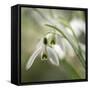 Close-up macro photograph of Snowdrops in North Yorkshire, England, United Kingdom, Europe-John Potter-Framed Stretched Canvas