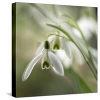 Close-up macro photograph of Snowdrops in North Yorkshire, England, United Kingdom, Europe-John Potter-Stretched Canvas