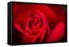 Close Up Macro Shot of a Wet Red Rose-Daniil Belyay-Framed Stretched Canvas