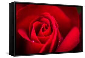 Close Up Macro Shot of a Wet Red Rose-Daniil Belyay-Framed Stretched Canvas