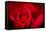 Close Up Macro Shot of a Wet Red Rose-Daniil Belyay-Framed Stretched Canvas