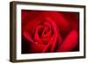 Close Up Macro Shot of a Wet Red Rose-Daniil Belyay-Framed Photographic Print