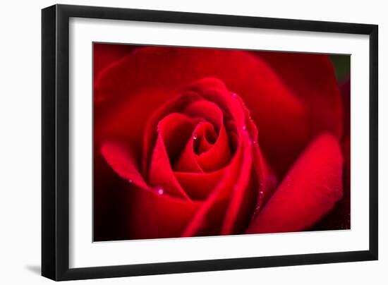 Close Up Macro Shot of a Wet Red Rose-Daniil Belyay-Framed Photographic Print