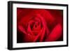 Close Up Macro Shot of a Wet Red Rose-Daniil Belyay-Framed Photographic Print