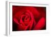 Close Up Macro Shot of a Wet Red Rose-Daniil Belyay-Framed Photographic Print