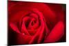 Close Up Macro Shot of a Wet Red Rose-Daniil Belyay-Mounted Photographic Print