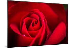 Close Up Macro Shot of a Wet Red Rose-Daniil Belyay-Mounted Photographic Print