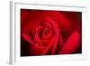 Close Up Macro Shot of a Wet Red Rose-Daniil Belyay-Framed Photographic Print