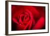 Close Up Macro Shot of a Wet Red Rose-Daniil Belyay-Framed Photographic Print