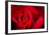 Close Up Macro Shot of a Wet Red Rose-Daniil Belyay-Framed Photographic Print