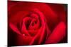 Close Up Macro Shot of a Wet Red Rose-Daniil Belyay-Mounted Photographic Print