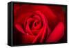 Close Up Macro Shot of a Wet Red Rose-Daniil Belyay-Framed Stretched Canvas