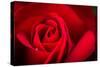 Close Up Macro Shot of a Wet Red Rose-Daniil Belyay-Stretched Canvas