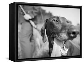 Close-up Monochromatic Image of a Hunting Dog-null-Framed Stretched Canvas