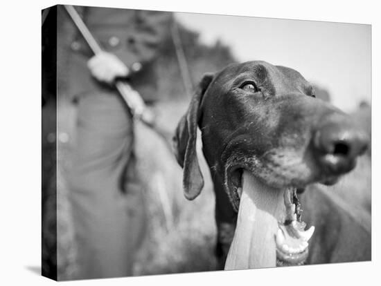 Close-up Monochromatic Image of a Hunting Dog-null-Stretched Canvas