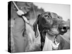 Close-up Monochromatic Image of a Hunting Dog-null-Stretched Canvas