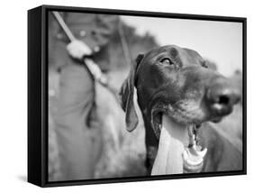 Close-up Monochromatic Image of a Hunting Dog-null-Framed Stretched Canvas