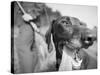 Close-up Monochromatic Image of a Hunting Dog-null-Stretched Canvas