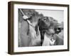 Close-up Monochromatic Image of a Hunting Dog-null-Framed Premium Photographic Print