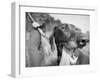 Close-up Monochromatic Image of a Hunting Dog-null-Framed Premium Photographic Print