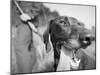 Close-up Monochromatic Image of a Hunting Dog-null-Mounted Premium Photographic Print