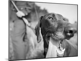 Close-up Monochromatic Image of a Hunting Dog-null-Mounted Premium Photographic Print