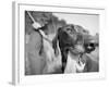 Close-up Monochromatic Image of a Hunting Dog-null-Framed Photographic Print