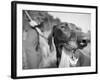 Close-up Monochromatic Image of a Hunting Dog-null-Framed Photographic Print
