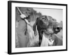 Close-up Monochromatic Image of a Hunting Dog-null-Framed Photographic Print