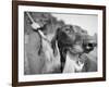 Close-up Monochromatic Image of a Hunting Dog-null-Framed Photographic Print