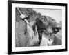 Close-up Monochromatic Image of a Hunting Dog-null-Framed Photographic Print