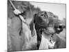 Close-up Monochromatic Image of a Hunting Dog-null-Mounted Photographic Print