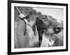 Close-up Monochromatic Image of a Hunting Dog-null-Framed Photographic Print