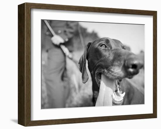 Close-up Monochromatic Image of a Hunting Dog-null-Framed Photographic Print