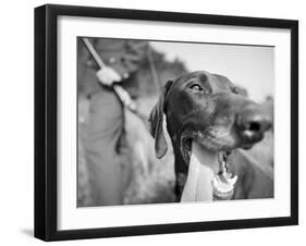 Close-up Monochromatic Image of a Hunting Dog-null-Framed Photographic Print