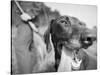 Close-up Monochromatic Image of a Hunting Dog-null-Stretched Canvas