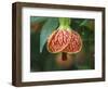 Close-up of a Abutilon 'Red Tiger'.-Julie Eggers-Framed Photographic Print