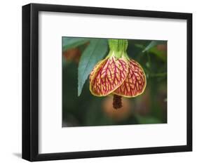 Close-up of a Abutilon 'Red Tiger'.-Julie Eggers-Framed Photographic Print